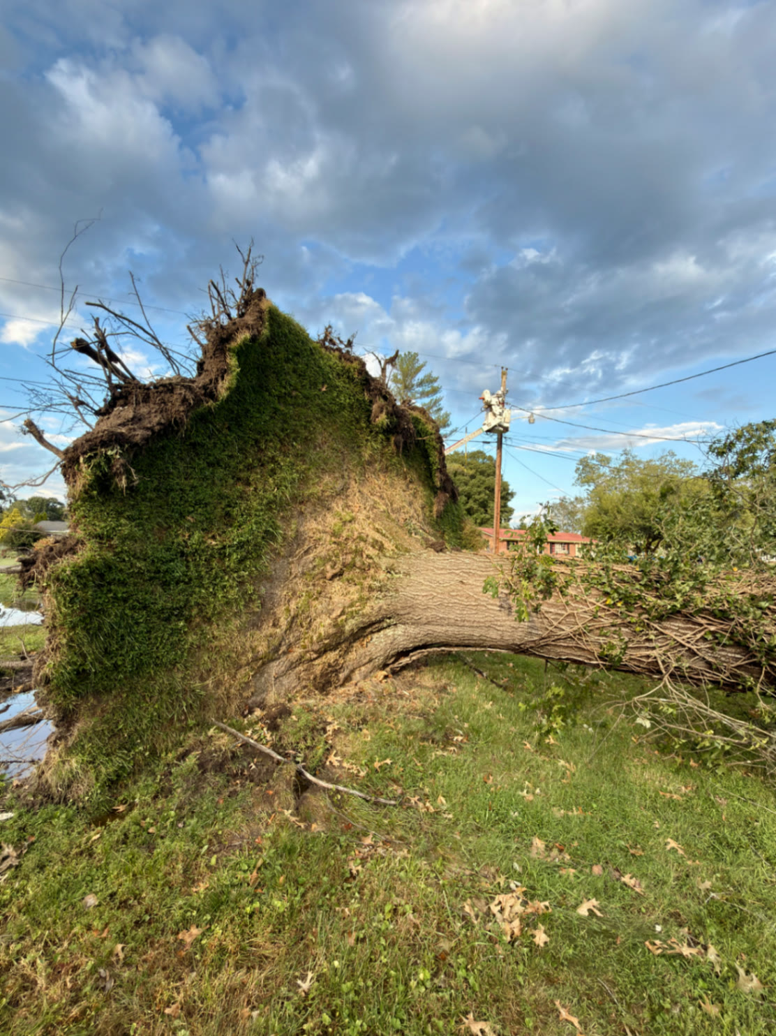 Large uprooted tree lying across a yard near power lines after the Hawkins County windstorm